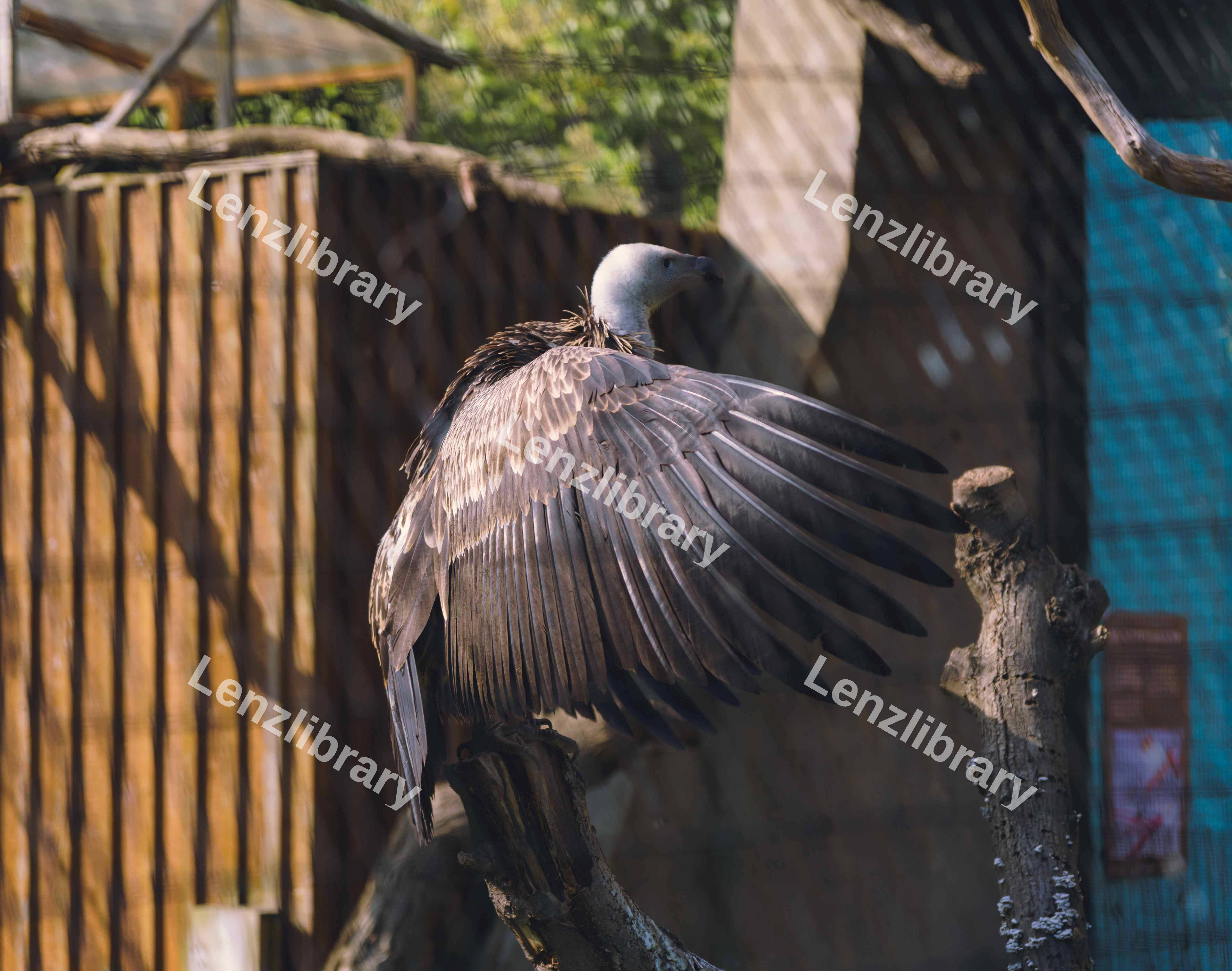 Vulture Perched (Variation)